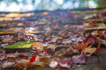 Bright autumn leaves cover the wooden roofs of houses..deciduous season The forest will change color leaves changing color and .fell from the tree Cover the ground and rocks Looks strangely beautiful.