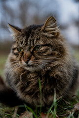 A three-colored cat lying on the grass in the park