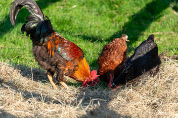 Hahn mit Hennen auf einer Freianlage eines Bio Bauernhofes