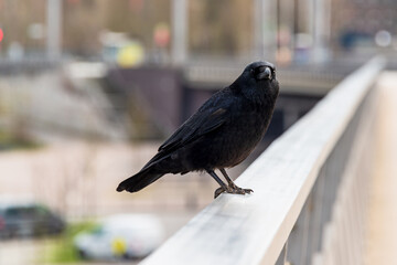 Eine Krähe auf einem Brückengeländer sitzend und auf Beute wartend