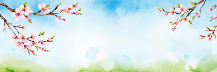 watercolor drawing. Spring banner with branches of blossoming cherry background with blue sky, landscape panorama, copy space.