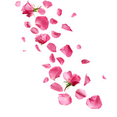 Pink rose flower petals falling. Isolated on transparent background