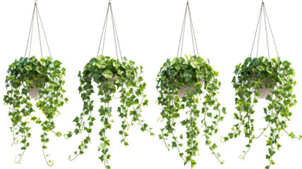 Set of hanging ivy plants on pot, isolated on transparent background