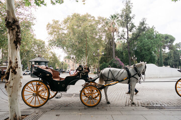 horse and carriage in the street