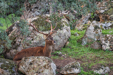 Iberian Red Deer - Cervus elaphus hispanicus, large beautiful iconic animal from Iberian forests and meadows, Andalucia, Spain. - 722243987