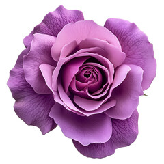 Purple rose flower on isolated on transparent background with clipping path. Closeup. For design.