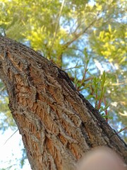 trunk of a tree