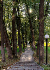 Tall deciduous trees grow along the concrete path.