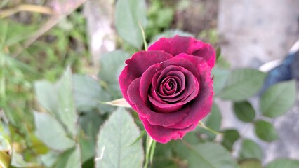Dark Red rose in garden
