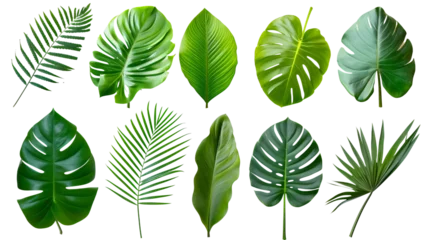 Foto op Plexiglas Natural of Beautiful Tropical green leaves of leaf isolated on transparent background. © MDNANNU