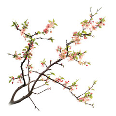 Obraz na płótnie Canvas Tree branch flower Photo Overlays, Summer spring painted overlays, isolated on transparent background
