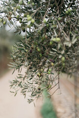 green olives on an olive tree