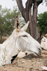 Obraz na płótnie Canvas beautiful white mule in the Spanish countryside
