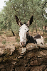 friendly mule