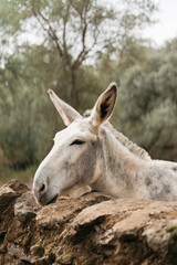 portrait of a large white mule in a field
