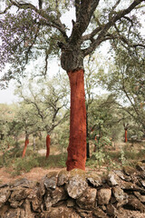 cork tree trunk harvested