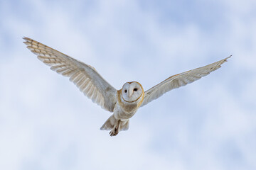 Owl in Flight