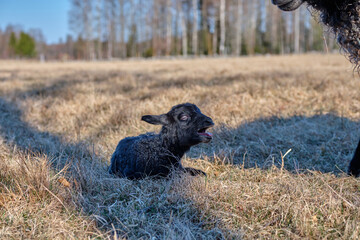 Gotland sheep in a meadow on a farm in Skaraborg Sweden