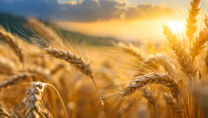 golden wheat field during sunset - obrazy, fototapety, plakaty