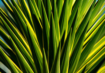 Agave. Tropical agave. Nature leaves green background. Green leaf. Agave green leaf. Cactus background.
