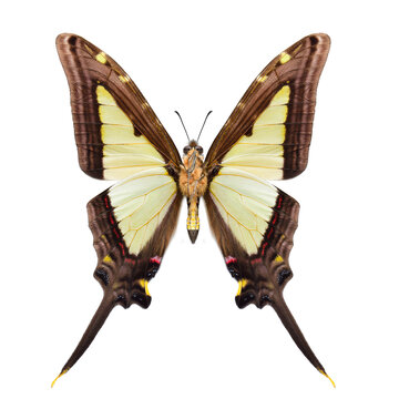 Forewing of Eurytides leucaspis beautiful light green swordtail butterfly isolated on white background