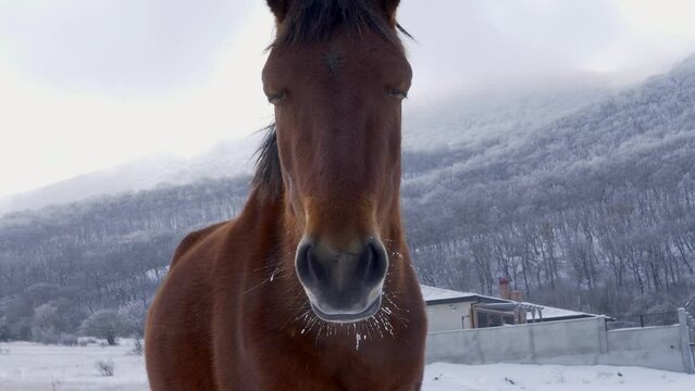 A serene horse with frozen whiskers stands calmly against a picturesque background of snow-draped mountains and a quaint house, gazing directly into the camera lens with a sense of curiosity and