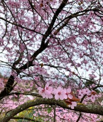 pink cherry blossom