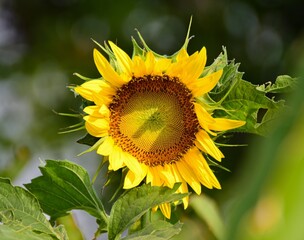 Beautiful Sunflower on Blur Bokeh Background and Sunny Day. Sunflower Wallpaper Close up Macro.