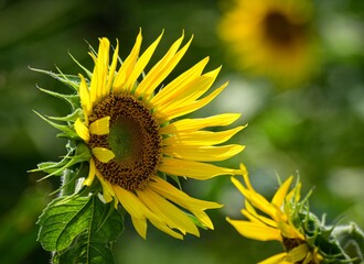 Beautiful Sunflower on Blur Bokeh Background and Sunny Day. Sunflower Wallpaper Close up Macro.