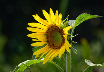 Beautiful Sunflower on Blur Bokeh Background and Sunny Day. Sunflower Wallpaper Close up Macro.