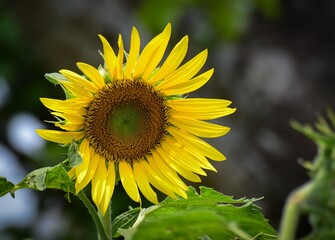 Beautiful Sunflower on Blur Bokeh Background and Sunny Day. Sunflower Wallpaper Close up Macro.