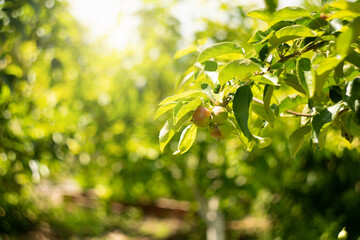 Fototapeta na wymiar Apple trees on an organic fruit farm.