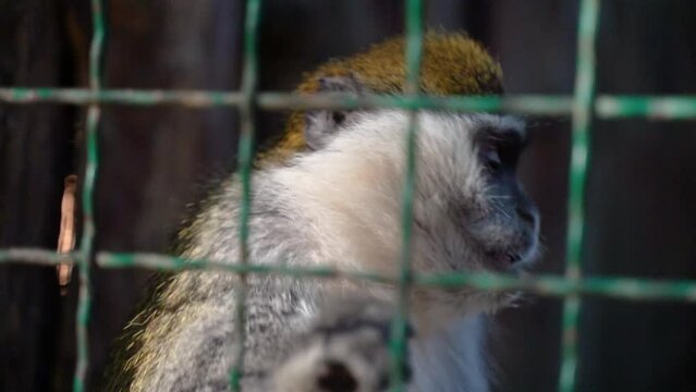 monkey is sad in a cage