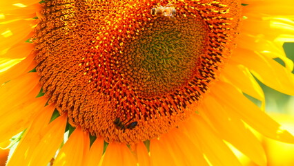 Blooming sunflower with honey bee