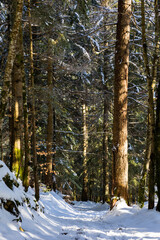 Fototapeta premium Chemin enneigé sous les sapins à Saint-Pierre-d’Entremont, au cœur du parc naturel régional de Chartreuse