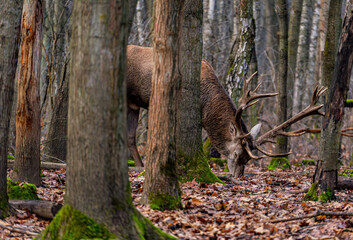 Deer in the forest
