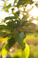 Apple trees on an organic fruit farm.