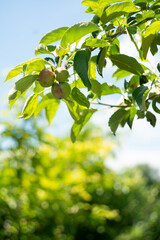 Fototapeta na wymiar Apple trees on an organic fruit farm.