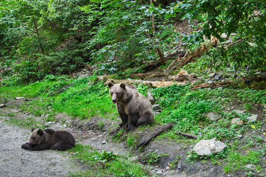 Brown bear in the wild, in its natural habitat in the Carpathian mountains stock photo