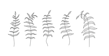 Floral Element Line Art Plants Isolated. Nature meadows and flowers concept vector