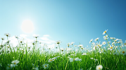 Green grass white flowers and sky background