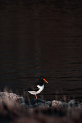black headed gull