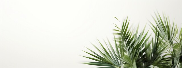 Fototapeta na wymiar Design element for presentation layout on white background with shadow. Palm leave closeup realistic