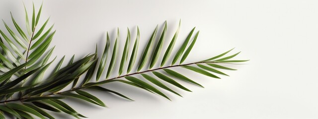 Design element for presentation layout on white background with shadow. Palm leave closeup realistic