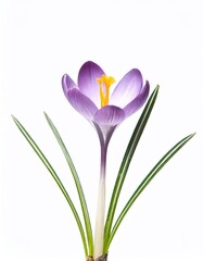 Beautiful crocus flowers isolated on white background. Studio shot.