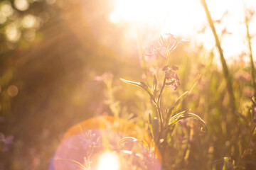 Field flower in the sun flare. Sunset light, summer