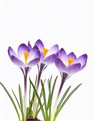 Spring crocus flowers isolated on white background with copy space for your text