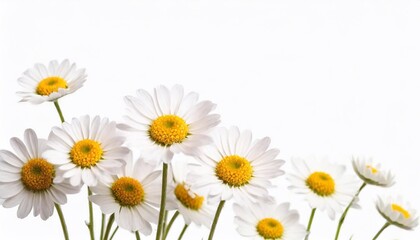 Fototapeta premium White daisies on a white background with copy space for text