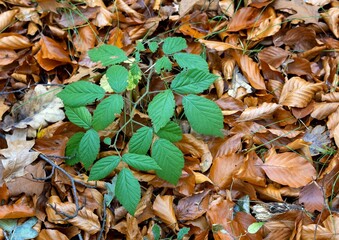 Rubus blackberry with evergreen leaves on an autumn background