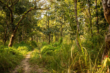 Fototapeta premium Pathway Through the Forest, Inviting Trail in Chitwan National Park, Nepal.
